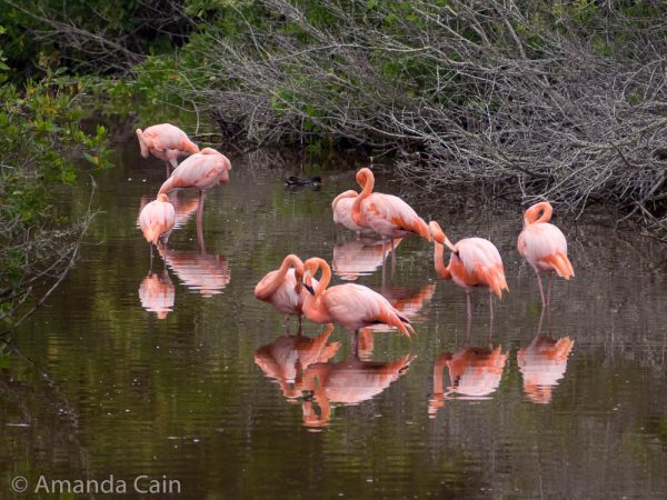 A flock of Galapagos flamingos