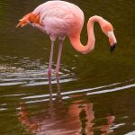 A flamingo standing in water with a reflection.