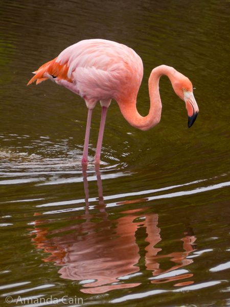 A flamingo standing in water with a reflection.