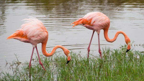 A pair of flamingos searching for food.
