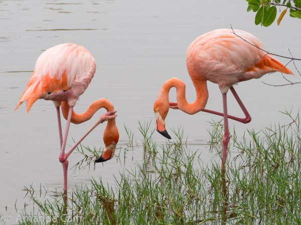 A pair of flamingos scratching.