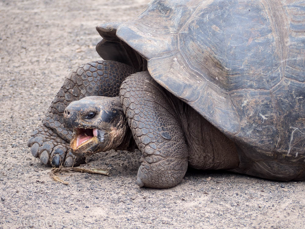 A giant tortoise at the breeding centre on Isabela Island.
