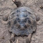 A young giant tortoise lying on the ground.