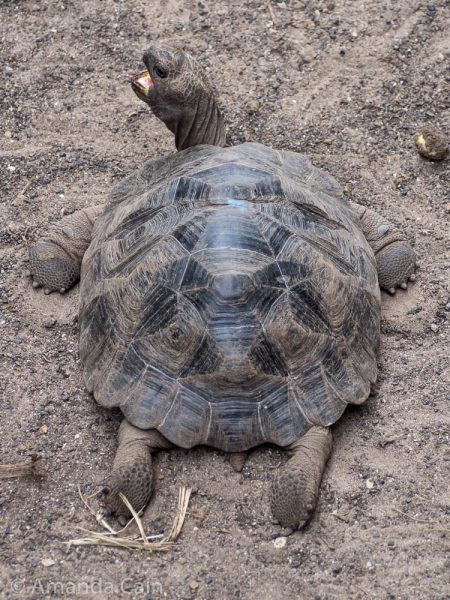 A young giant tortoise lying on the ground.