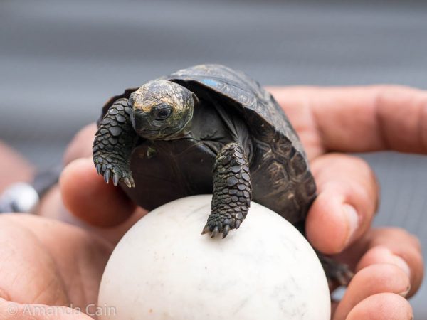 A baby tortoise at the breeding centre with an egg shell.