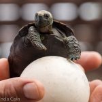 A baby tortoise at the breeding centre with an egg shell.