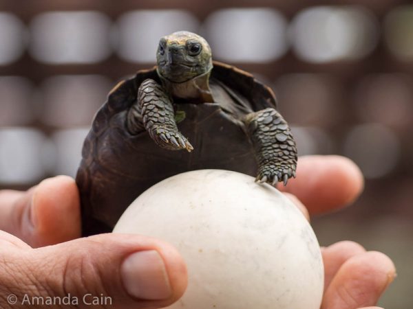 A baby tortoise at the breeding centre with an egg shell.