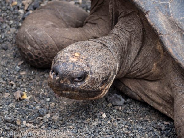 A giant tortoise at the Isabela breeding centre.