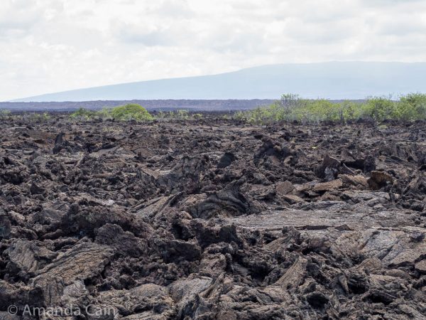 Lava formations on Isabela Island.