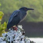 A black lava heron keeping a lookout.