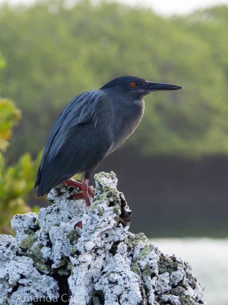 A black lava heron keeping a lookout.