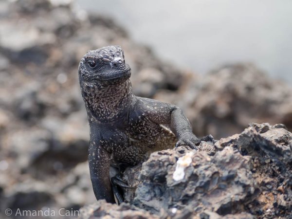 A baby marine iguana.