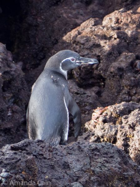 A little Galapagos penguin.