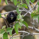 A ground finch cracking open seeds to get to the tasty food inside.