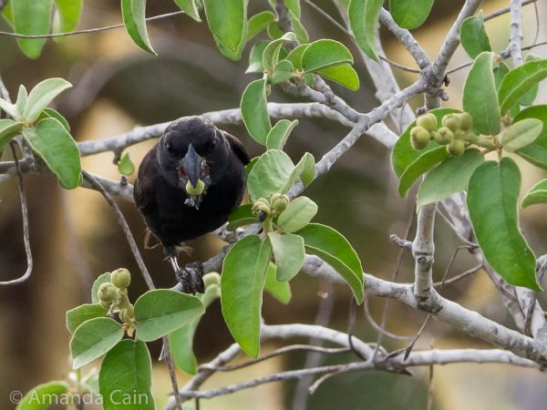 A ground finch cracking open seeds to get to the tasty food inside.
