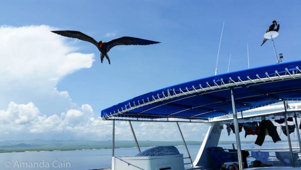 Frigate birds following our boat.