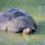 A huge giant tortoise enjoying wallowing in a lagoon.