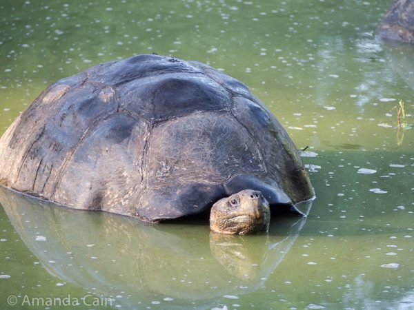 A huge giant tortoise enjoying wallowing in a lagoon.