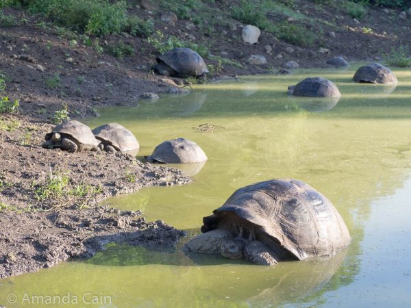 Lots of giant tortoises enjoying wallowing in a lagoon.