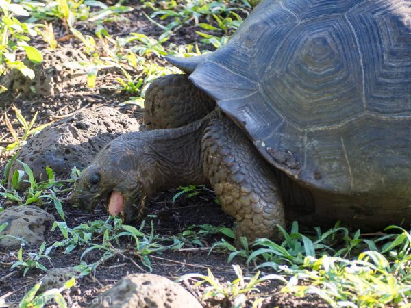 A giant tortoise enjoying some fresh tasty grass.