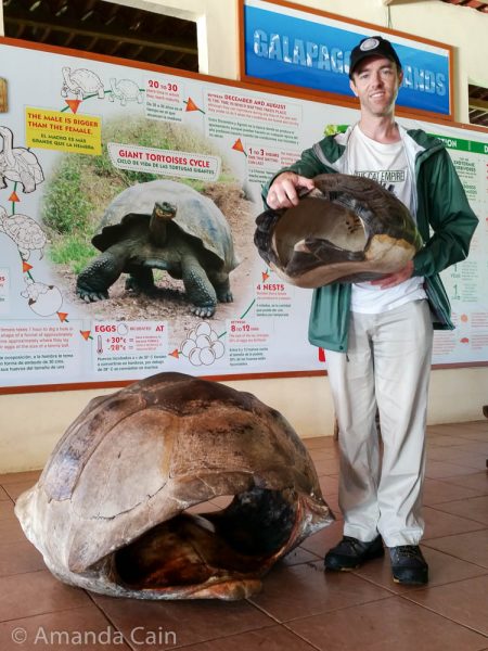 Giant tortoise shells.