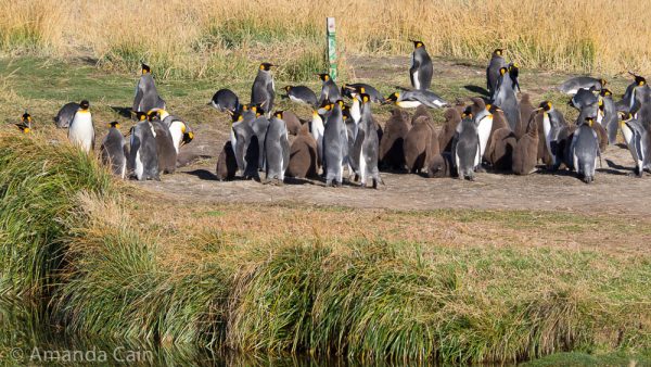 The king penguin colony on Tierra del Fuego.