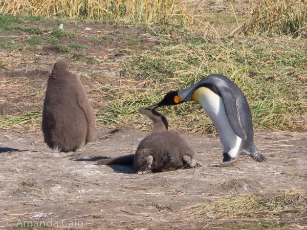 An adult penguin trying to get its chick to stand up so it can be fed.