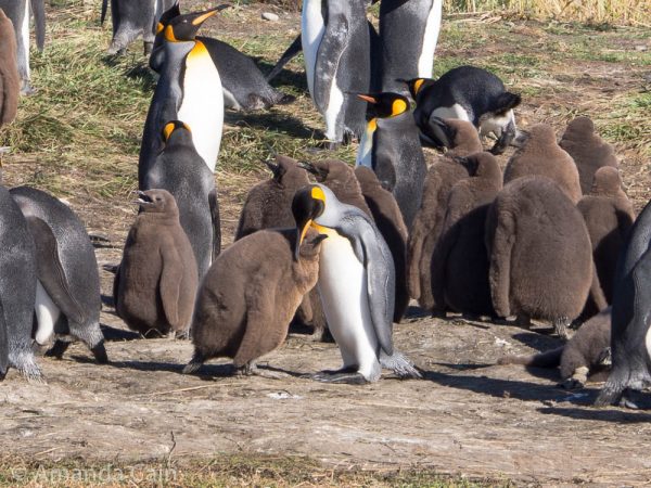 A parent and baby penguin cuddling up.