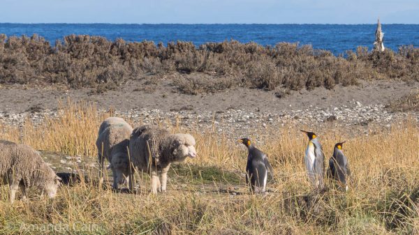 King penguins in a Mexican standoff with sheep.
