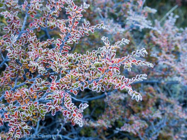 Morning frost on the leaves.