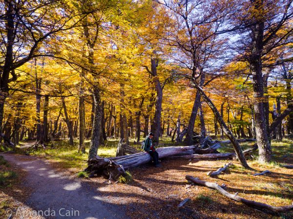 Pedr enjoying a rest under the golden autumn forest.