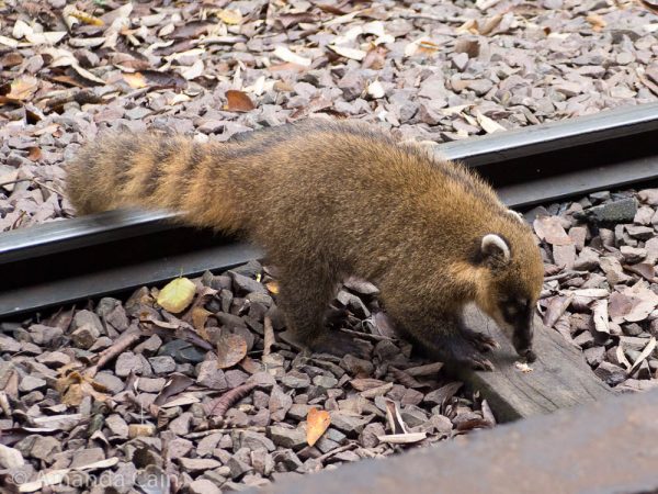 A copati. These guys were everywhere trying to steal food off people. There are people who are paid to chase these guys away. That seems to be their only job.