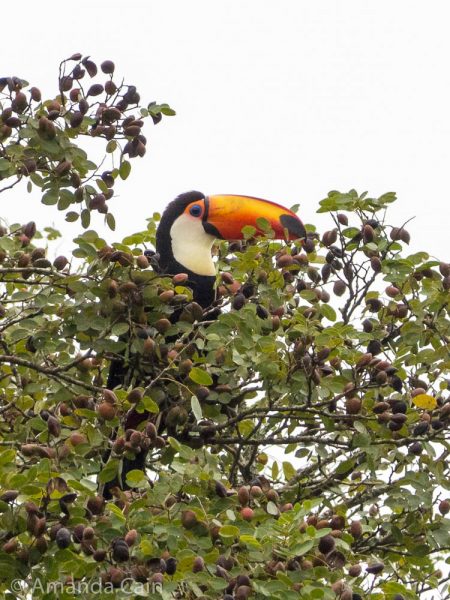 Toucan! We actually saw five wild toucans flying around and gobbling up fruit in the trees.