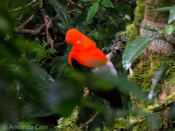 The Cock of the Rock, Peru's national bird.
