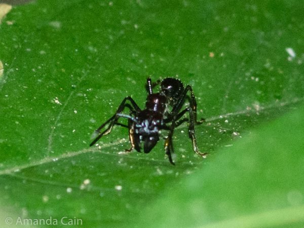 The giant 24 hour ant, its bite is so painful that it causes agony for 24 hours after it bites you.