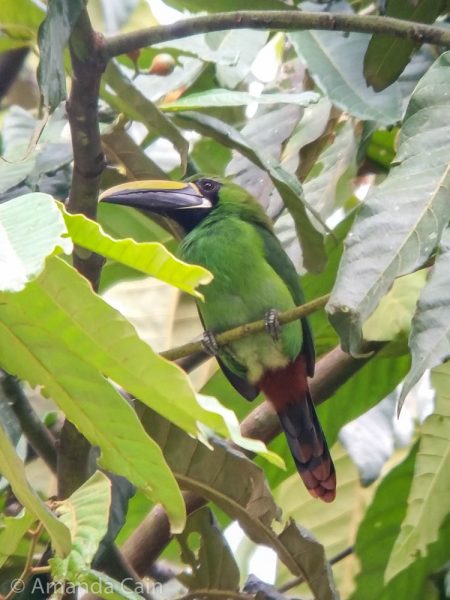 A beautiful emerald green toucan.