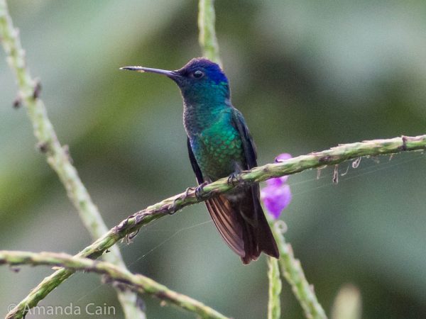 A tiny hummingbird sitting still for a few seconds in between feeding.