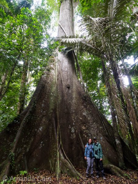 One of the giant trees of the jungle.