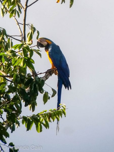 A blue and yellow macaw enjoying the sun.