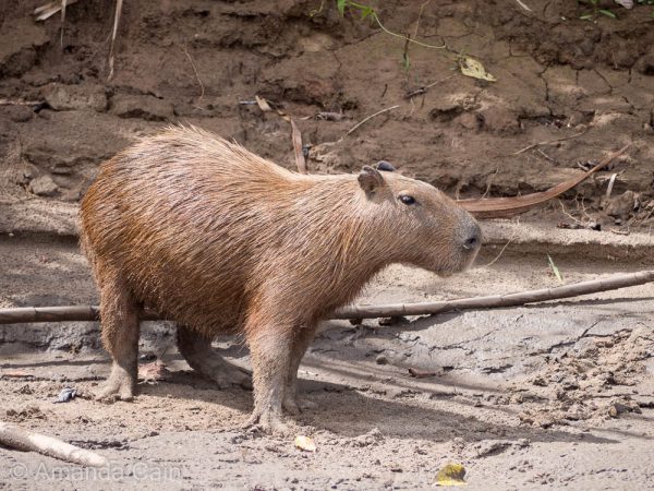 A surprised capybara after we woke him from his afternoon nap.