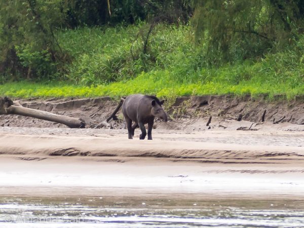 A very rare daytime sighting of a tapir.