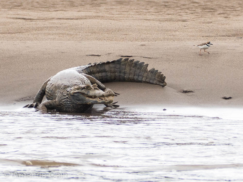 One of the MANY caimans we saw all along the river.