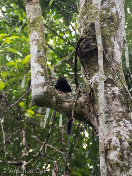 A tiny spider monkey preparing to jump to the next tree.