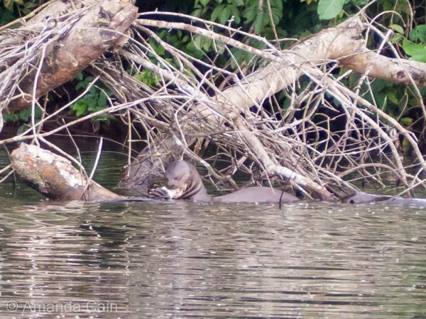 A giant otter enjoying a freshly-caught fish.