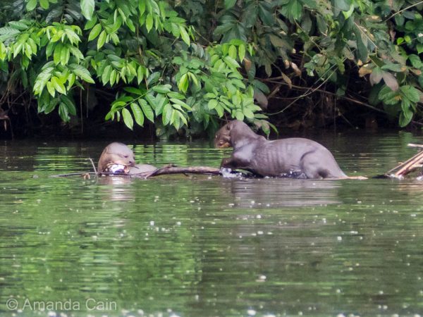 A young otter sneaks up to steal a fish from its older sibling.
