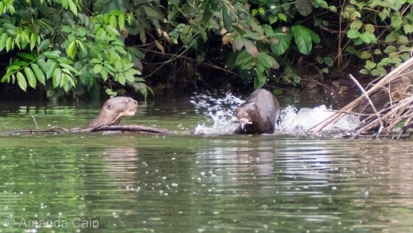 Success! One stolen fish, and a very angry sibling.