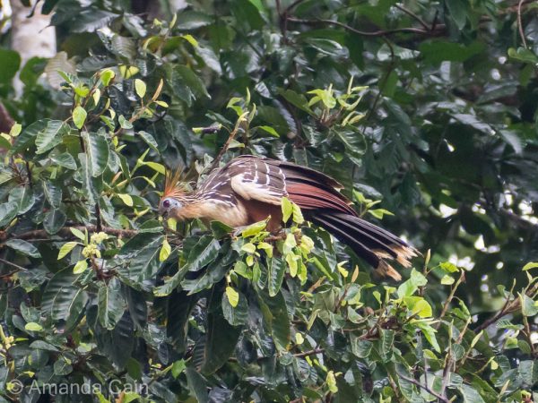 A hoatzin, a punk bird with a big mohawk.
