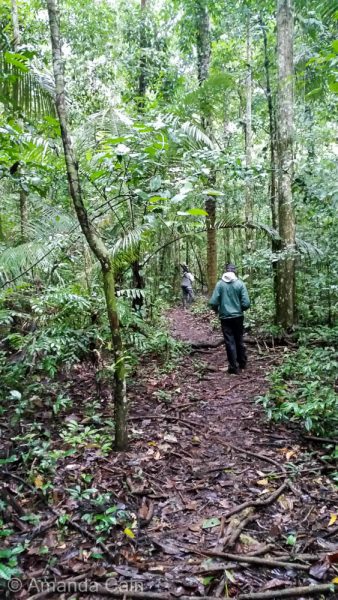 Walking through the jungle looking for monkeys.