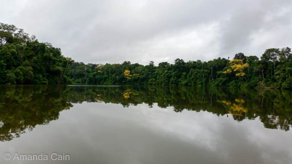 The calm still waters of the oxbow lake that the giant otter family calls home.