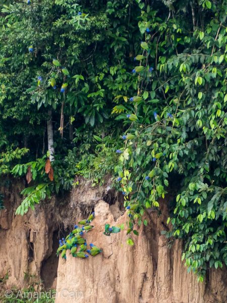 Blue headed parrots fighting for space on the clay lick.